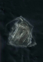 http://www.actionaqua.com/files/gimgs/th-113_bodensee  1invert.jpg